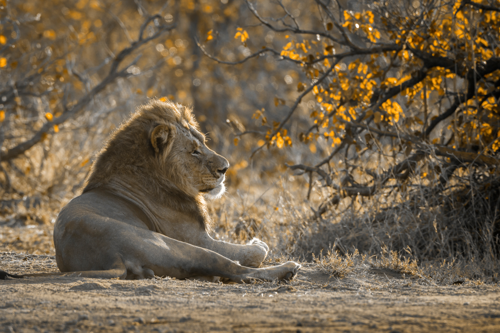 Lion in Dinokeng Game Reserve near Klipspringerkloof